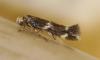 Elachista sp.